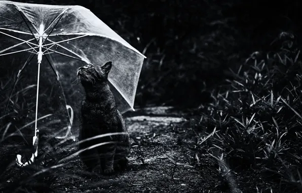 Картинка кот, зонтик, кошак, котяра