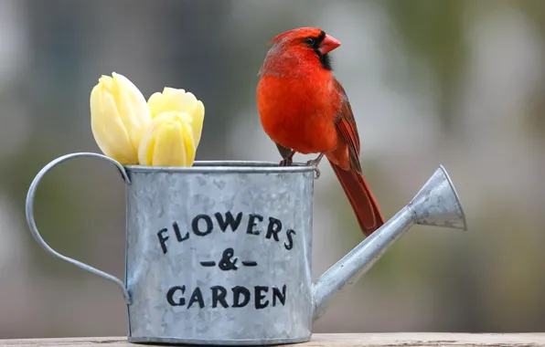 Картинка цветы, фон, птица, тюльпаны, лейка, бутоны, боке, Красный кардинал