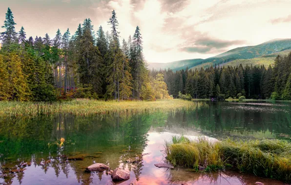 Картинка лес, отражение, берег, водоем