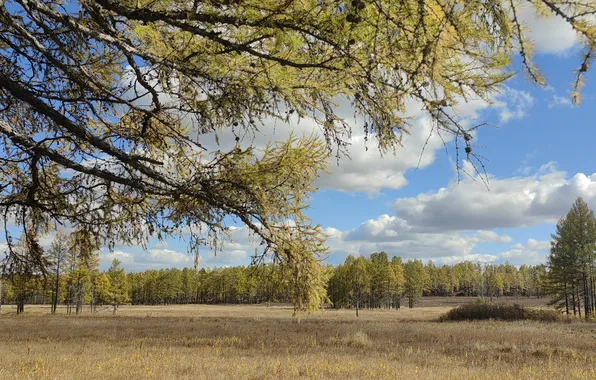 Поле, трава, осенний лес