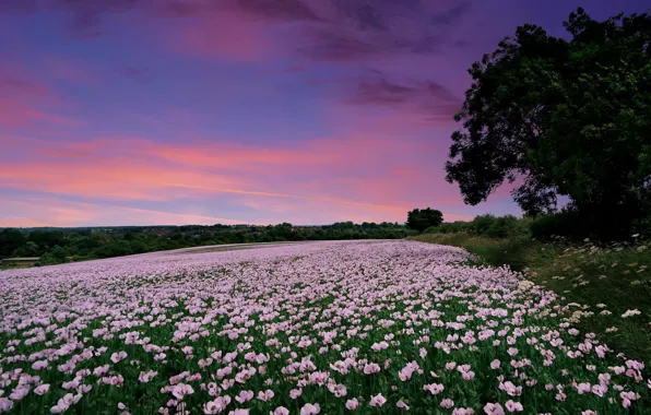 Картинка поле, закат, Англия, маки, England, Гэмпшир, Hampshire