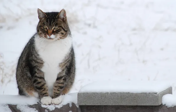 Зима, кот, усы, взгляд, снег, животное, лапки, окрас