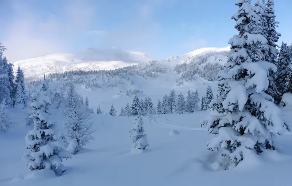 Картинка зима, снег, деревья, ели, Канада, сугробы, Альберта, Banff National Park