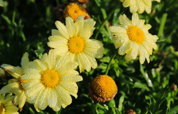 Flower, yellow, garden, blooming