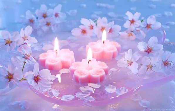 Картинка цветы, свечи, японская вишня