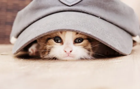 Взгляд, животное, кепка, котёнок