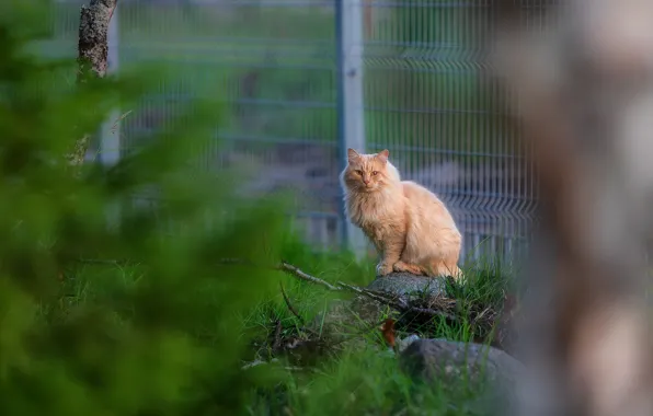 Картинка grass, cat, animal, plants, outdoors