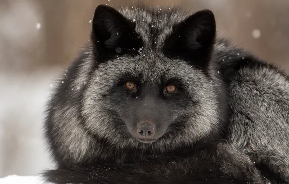 Картинка взгляд, морда, снег, лиса, Чернобурая лисица