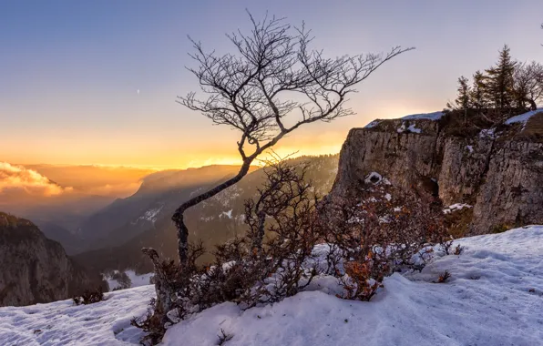 Картинка зима, небо, снег, деревья, горы, ветки, туман, обрыв