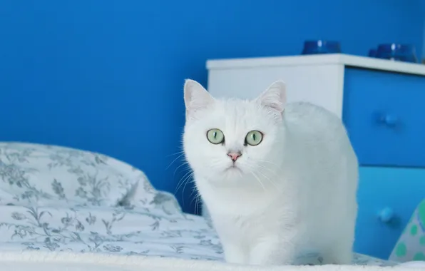 Кошка, белый, кот, взгляд, поза, мордашка, синий фон