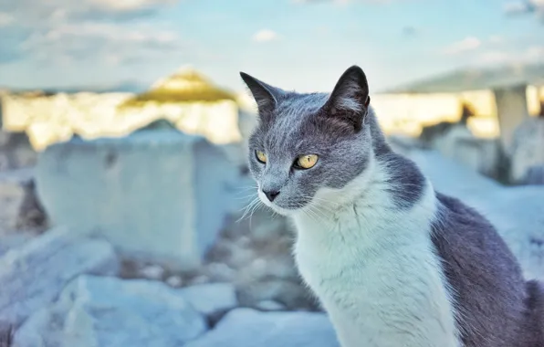 Зима, кошка, небо, кот, взгляд, морда, свет, снег