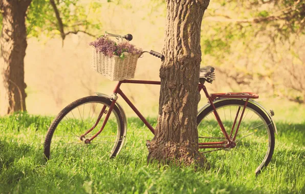 Картинка зелень, трава, листья, деревья, цветы, природа, велосипед, фон