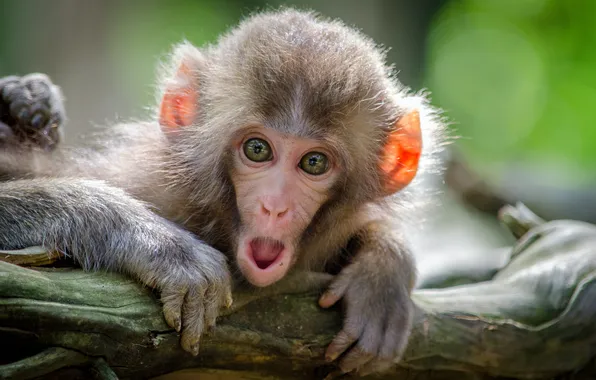 Monkey, face, surprise
