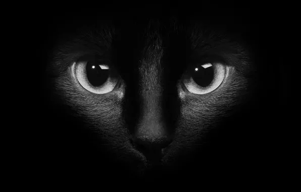 Картинка кошка, глаза, кот, чёрный фон, чёрный кот, чёрно - белое фото