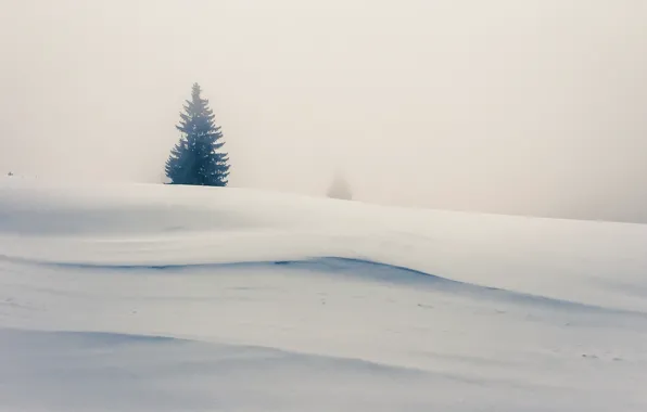 Картинка снег, туман, дерево