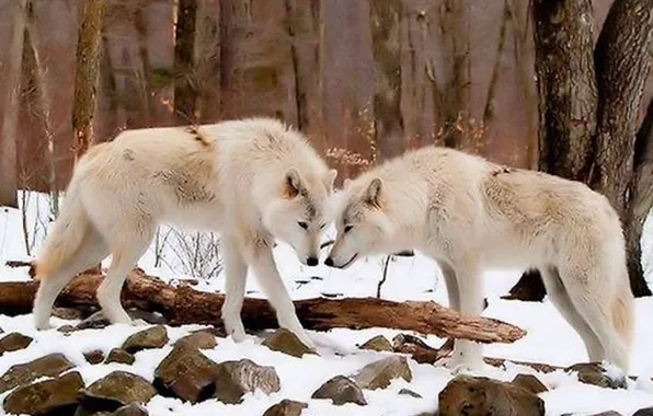 Nature, snow, predator, face, animal, wolf, wildlife, portrait