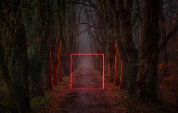 Свет, деревья, парк, квадрат, Neon Park