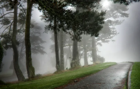 Картинка природа, туман, парк, мокрая, утро, алейка