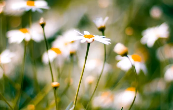 Картинка макро, размытость, Ромашки, macro, daisies