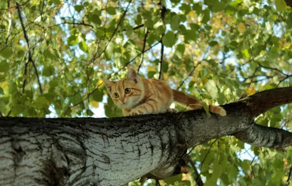 Листва, береза, Рыжий котёнок