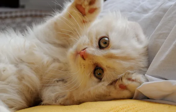 Картинка кошка, взгляд, лапки, мордочка, скоттиш-фолд, Шотландская вислоухая кошка