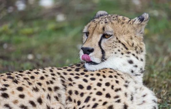 Картинка язык, кошка, морда, гепард, ©Tambako The Jaguar