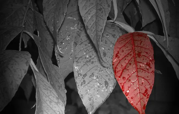 Картинка листья, капли, красный, один