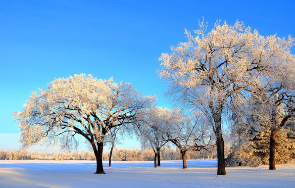 Картинка зима, небо, снег, деревья, парк