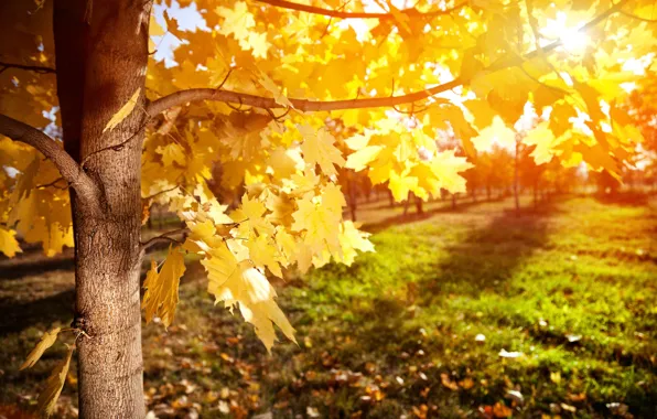 Картинка осень, листья, лучи, дерево, клен