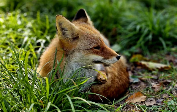 Трава, Лиса, Pretty Fox