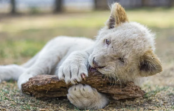 Кошка, игра, когти, детёныш, львёнок, ©Tambako The Jaguar, белый лев