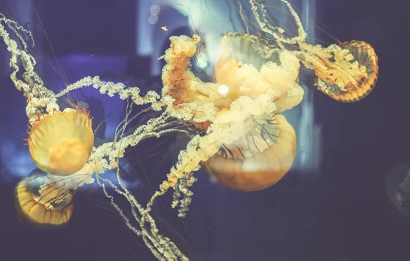 Медузы, под водой, много