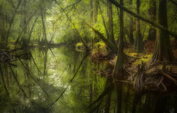 Лес, пейзаж, природа, река, красота