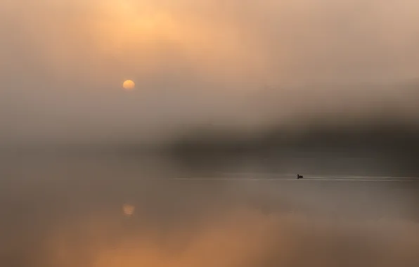 Картинка туман, отражение, птица, Солнце, bird, sun, fog, reflection