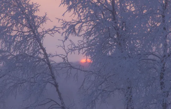 Картинка зима, иней, деревья, закат, ветки, Швеция