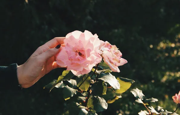 Лес, лето, цветы, розовый, руки, красиво, черные ногти, 2016