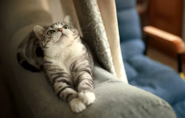 Кошка, кот, поза, котенок, лапки, кресло, лежит, шторы