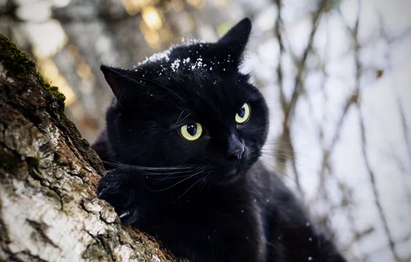 Зима, лес, кошка, кот, снег, ветки, природа, дерево