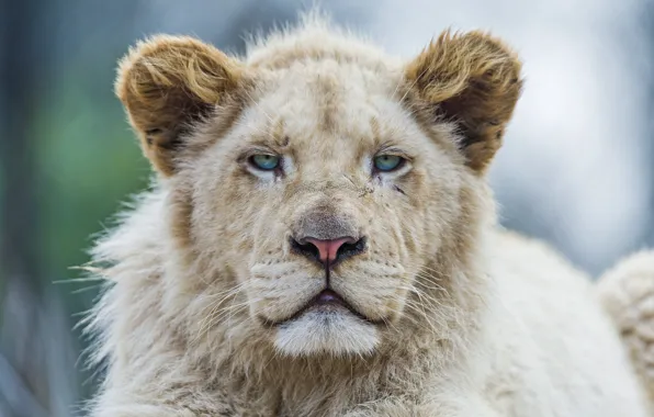 Кошка, морда, львёнок, белый лев, ©Tambako The Jaguar