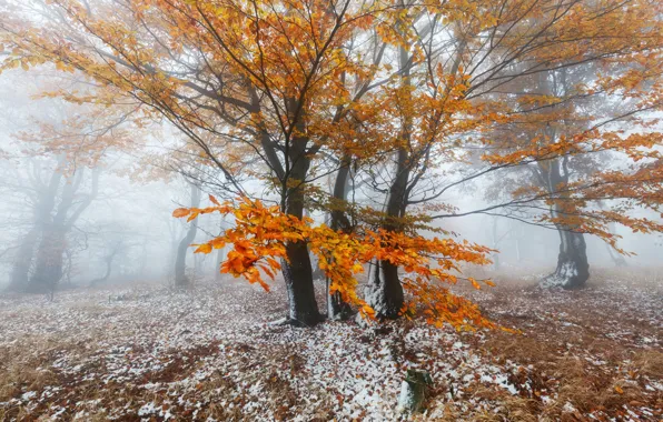 Картинка зима, осень, лес, снег, деревья, природа, листва