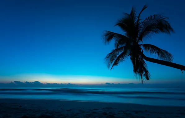 Картинка море, пляж, лето, ночь, тропики, пальма, Природа