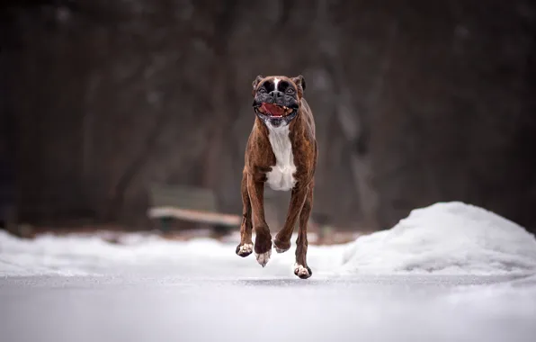 Картинка дорога, снег, собака