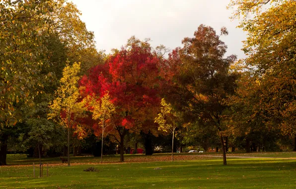 Картинка осень, деревья, природа, парк, фото, газон, Англия, Лондон