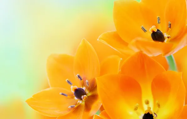 Цветы, flowers, оранжевые тюльпаны, orange tulips
