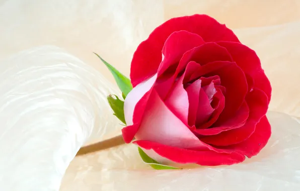 Обои, розы, лепестки