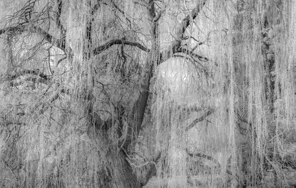 Картинка ветки, дерево, ветви