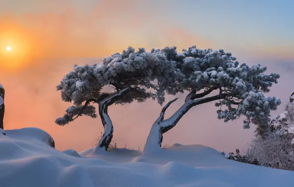 Зима, снег, деревья, пейзаж, горы, природа, рассвет, утро