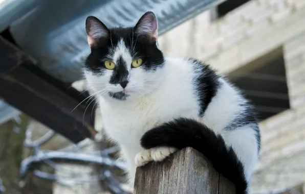 Картинка зима, кошка, черно-белое