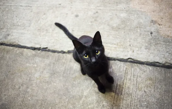 Кошка, глаза, кот, черная