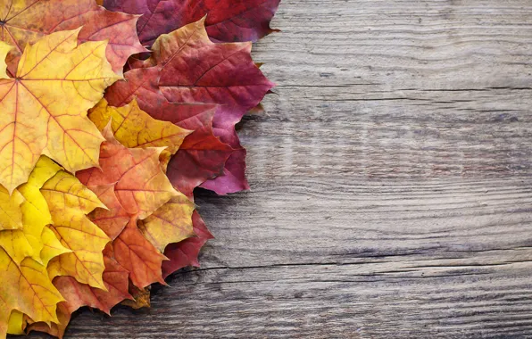 Осень, листья, фон, colorful, клен, wood, autumn, leaves